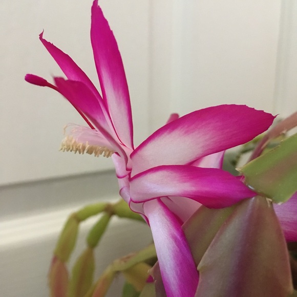 Meet your Posher - Picture 6 of 9